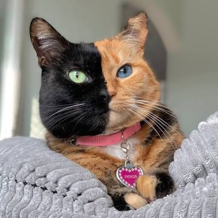 Venus on a blanket