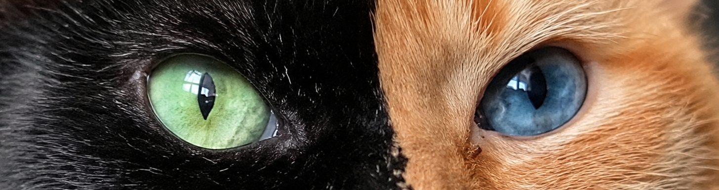Close-up of Venus green and blue eyes